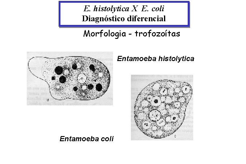 E. histolytica X E. coli Diagnóstico diferencial Morfologia - trofozoítas Entamoeba histolytica Entamoeba coli