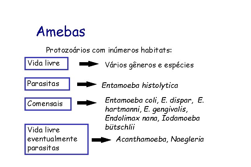 Amebas Protozoários com inúmeros habitats: Vida livre Parasitas Comensais Vida livre eventualmente parasitas Vários