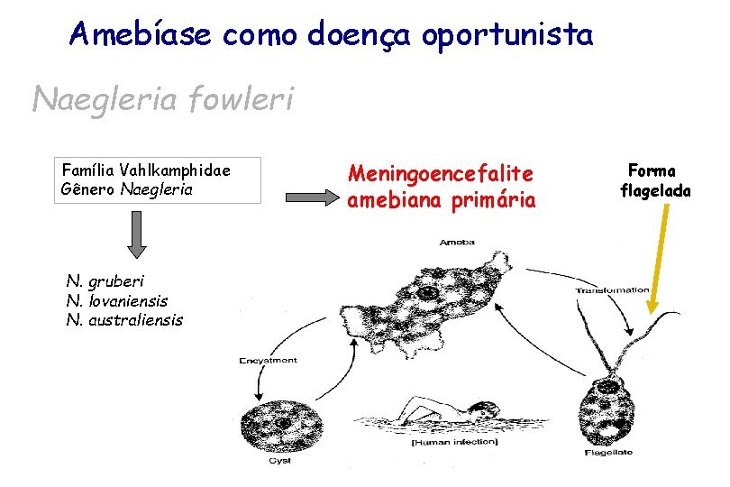 Amebíase como doença oportunista Naegleria fowleri Família Vahlkamphidae Gênero Naegleria N. gruberi N. lovaniensis