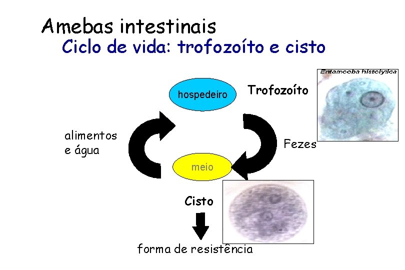 Amebas intestinais Ciclo de vida: trofozoíto e cisto hospedeiro Trofozoíto alimentos e água Fezes