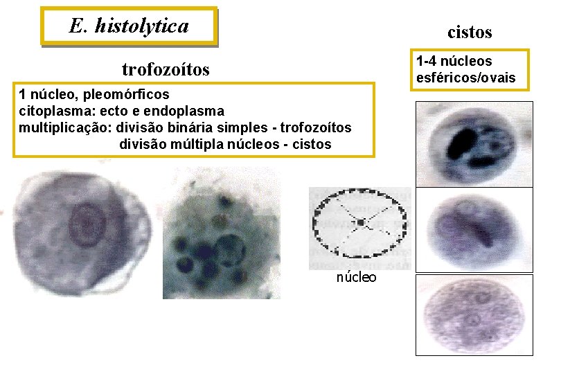 E. histolytica cistos 1 -4 núcleos esféricos/ovais trofozoítos 1 núcleo, pleomórficos citoplasma: ecto e