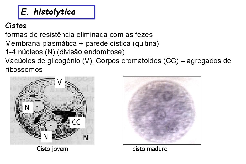 E. histolytica Cistos formas de resistência eliminada com as fezes Membrana plasmática + parede