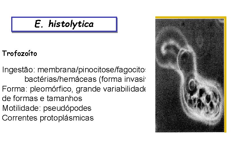 E. histolytica Trofozoíto Ingestão: membrana/pinocitose/fagocitose: bactérias/hemáceas (forma invasiva) Forma: pleomórfico, grande variabilidade de formas