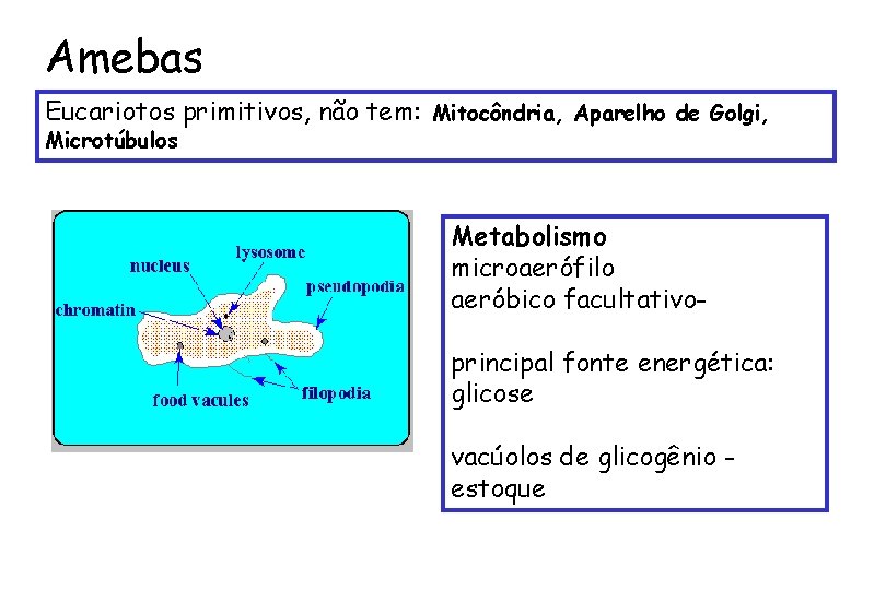 Amebas Eucariotos primitivos, não tem: Mitocôndria, Aparelho de Golgi, Microtúbulos Metabolismo microaerófilo aeróbico facultativoprincipal