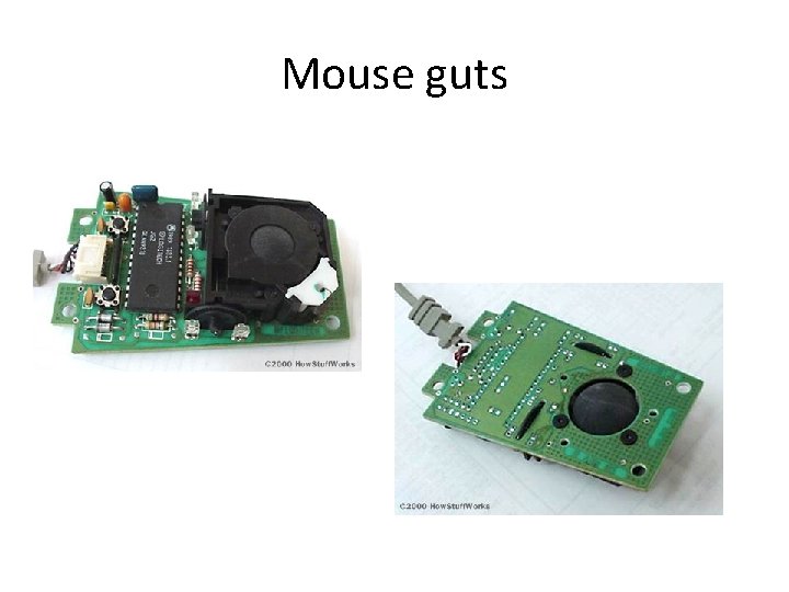 Mouse guts 