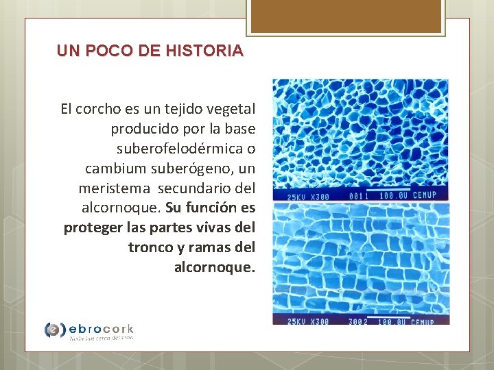 UN POCO DE HISTORIA El corcho es un tejido vegetal producido por la base