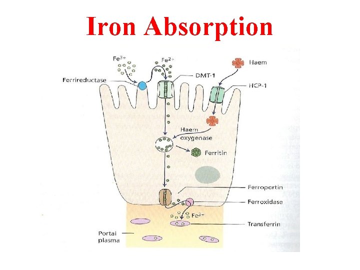 Iron Absorption 