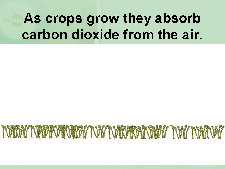 As crops grow they absorb carbon dioxide from the air. 