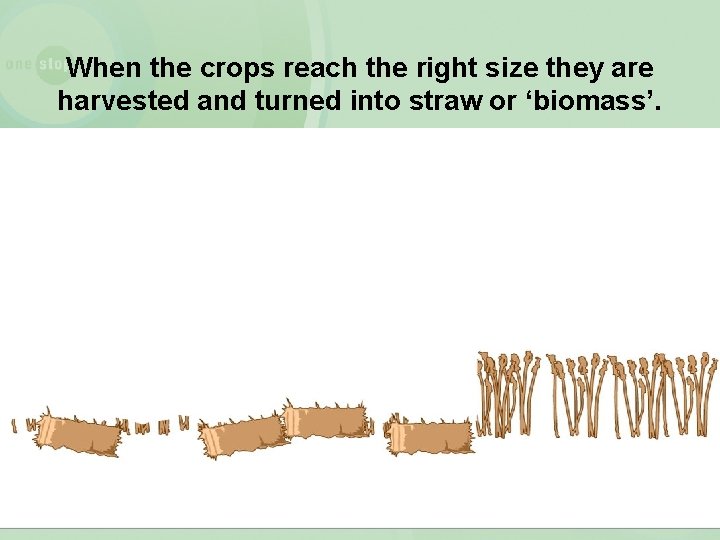 When the crops reach the right size they are harvested and turned into straw