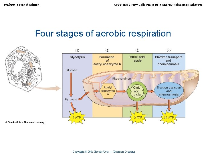 Biology, Seventh Edition CHAPTER 7 How Cells Make ATP: Energy-Releasing Pathways Four stages of