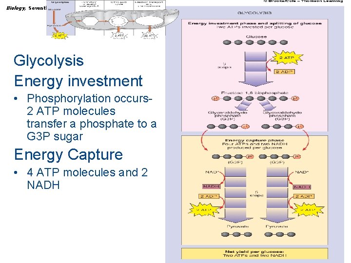 Biology, Seventh Edition CHAPTER 7 How Cells Make ATP: Energy-Releasing Pathways Glycolysis Energy investment