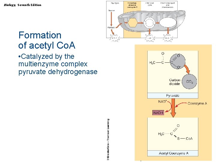 Biology, Seventh Edition CHAPTER 7 How Cells Make ATP: Energy-Releasing Pathways Formation of acetyl