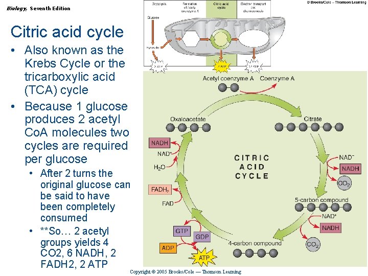 Biology, Seventh Edition CHAPTER 7 How Cells Make ATP: Energy-Releasing Pathways Citric acid cycle