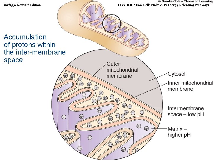 Biology, Seventh Edition CHAPTER 7 How Cells Make ATP: Energy-Releasing Pathways Accumulation of protons