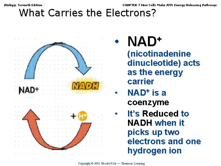 Biology, Seventh Edition CHAPTER 7 How Cells Make ATP: Energy-Releasing Pathways What Carries the