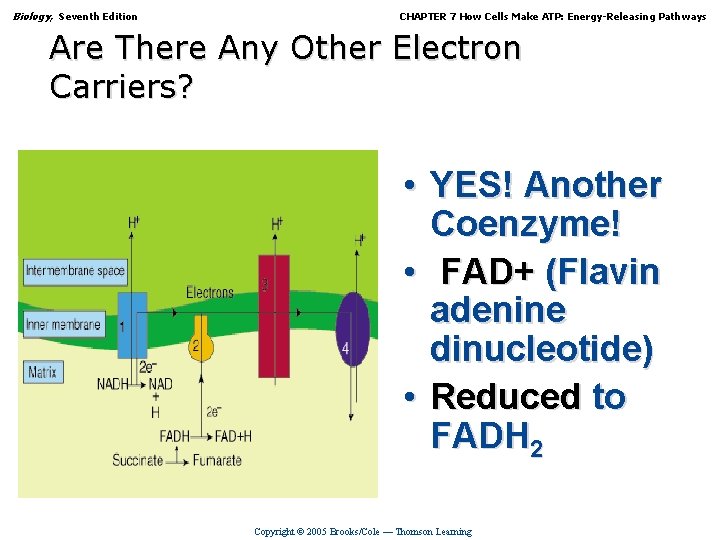 Biology, Seventh Edition CHAPTER 7 How Cells Make ATP: Energy-Releasing Pathways Are There Any