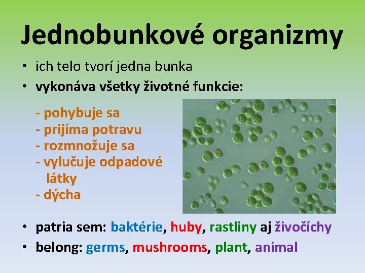 Jednobunkové organizmy • ich telo tvorí jedna bunka • vykonáva všetky životné funkcie: -
