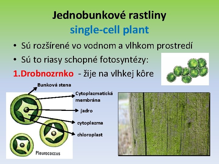 Jednobunkové rastliny single-cell plant • Sú rozšírené vo vodnom a vlhkom prostredí • Sú