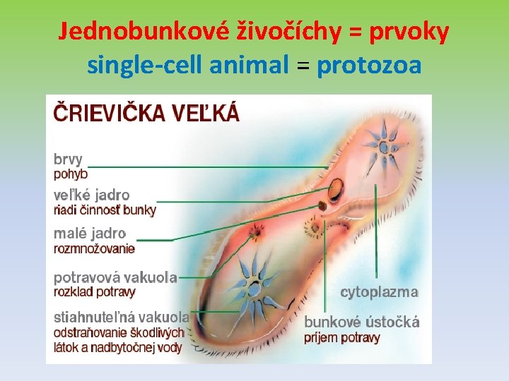 Jednobunkové živočíchy = prvoky single-cell animal = protozoa 