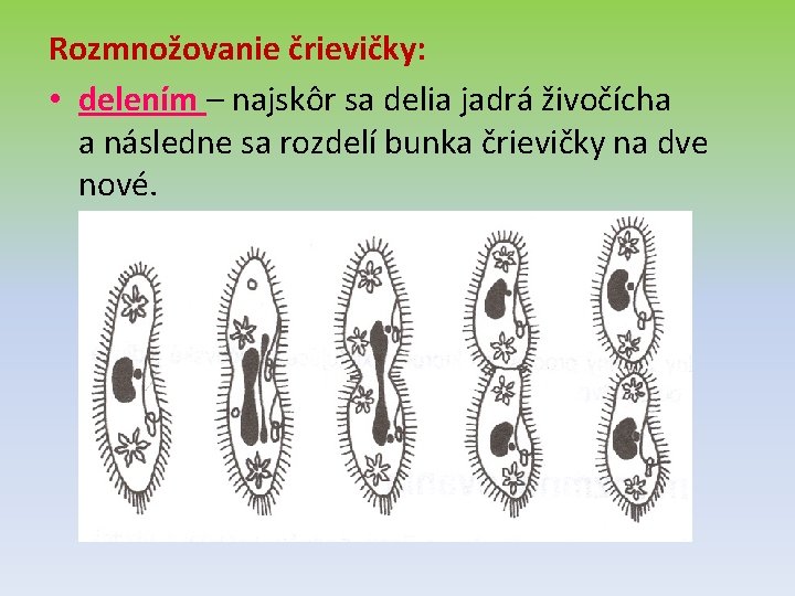 Rozmnožovanie črievičky: • delením – najskôr sa delia jadrá živočícha a následne sa rozdelí