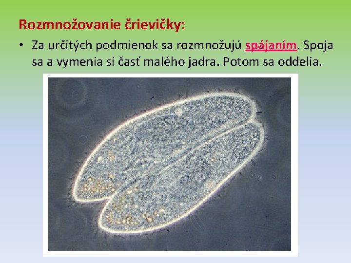 Rozmnožovanie črievičky: • Za určitých podmienok sa rozmnožujú spájaním. Spoja sa a vymenia si