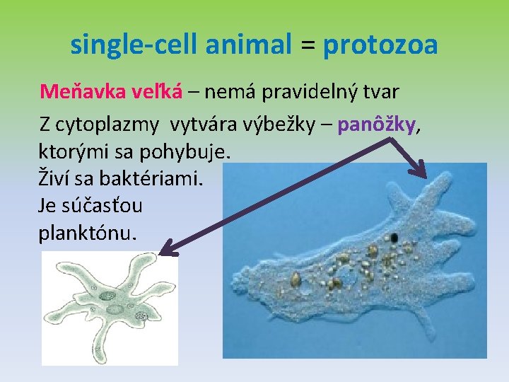 single-cell animal = protozoa Meňavka veľká – nemá pravidelný tvar Z cytoplazmy vytvára výbežky