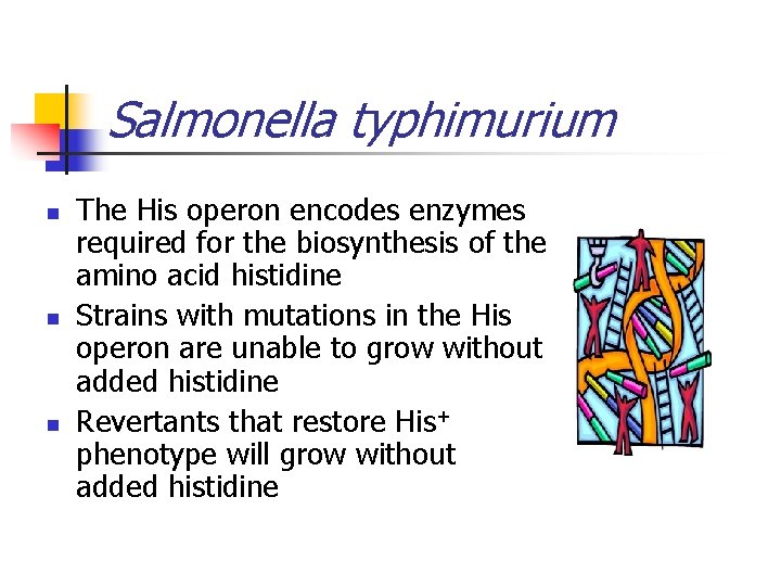 Salmonella typhimurium n n n The His operon encodes enzymes required for the biosynthesis