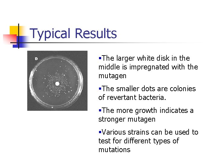 Typical Results §The larger white disk in the middle is impregnated with the mutagen