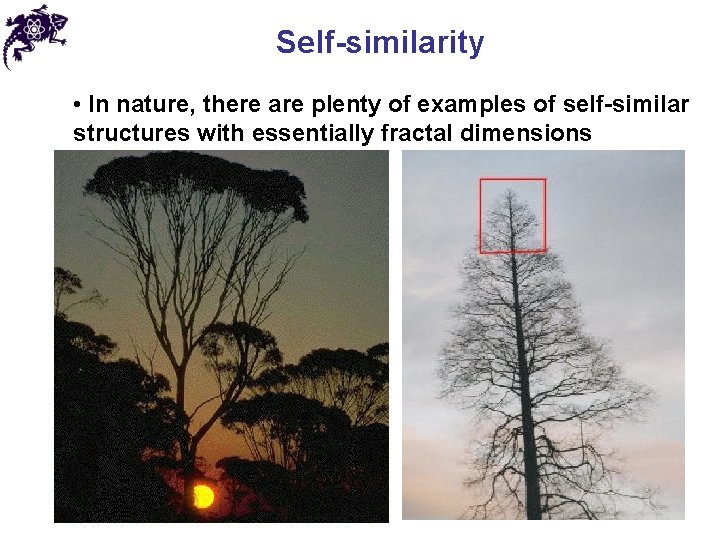 Self-similarity • In nature, there are plenty of examples of self-similar structures with essentially