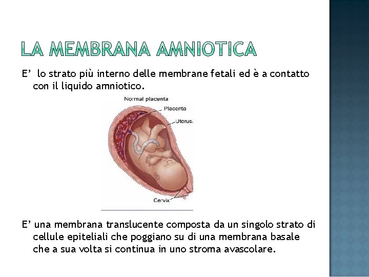 E’ lo strato più interno delle membrane fetali ed è a contatto con il