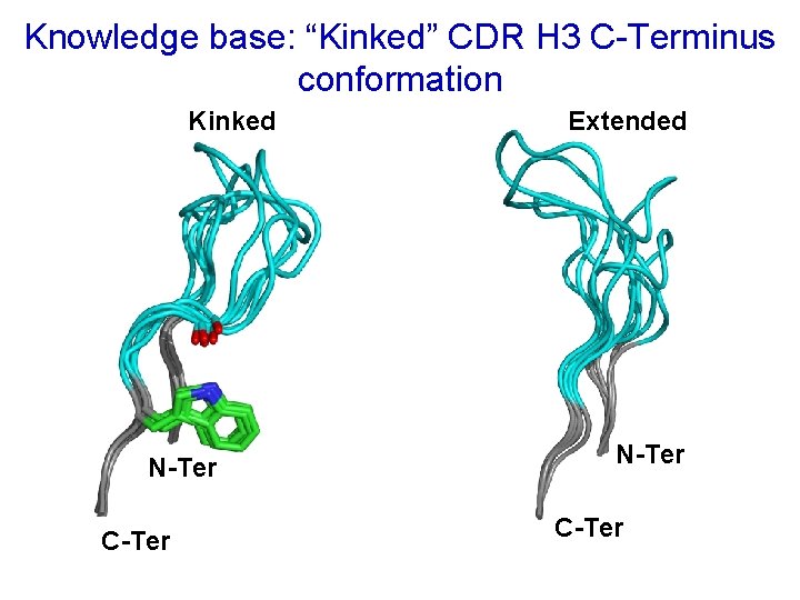 Knowledge base: “Kinked” CDR H 3 C-Terminus conformation Kinked N-Ter C-Ter Extended N-Ter C-Ter