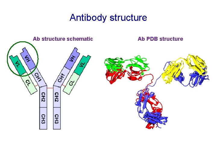 Antibody structure Ab structure schematic Ab PDB structure 
