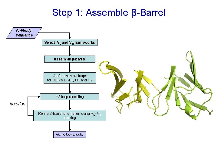 Step 1: Assemble β-Barrel Antibody sequence Select VL and VH frameworks Assemble β-barrel Graft