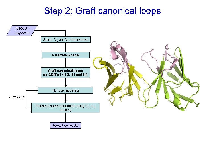 Step 2: Graft canonical loops Antibody sequence Select VL and VH frameworks Assemble β-barrel