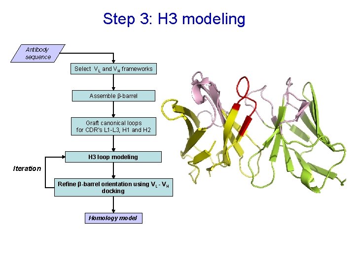 Step 3: H 3 modeling Antibody sequence Select VL and VH frameworks Assemble β-barrel