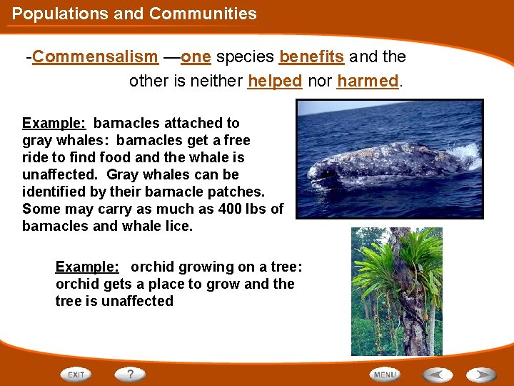 Populations and Communities -Commensalism —one species benefits and the other is neither helped nor