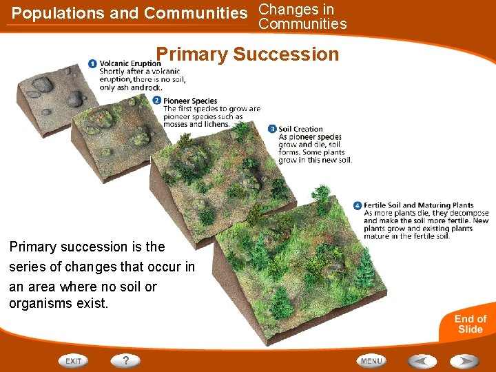 Populations and Communities Changes in Communities Primary Succession Primary succession is the series of