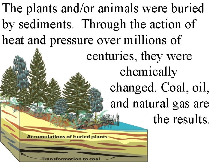 The plants and/or animals were buried by sediments. Through the action of heat and