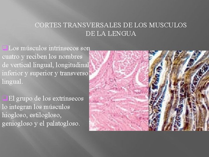 CORTES TRANSVERSALES DE LOS MUSCULOS DE LA LENGUA q. Los músculos intrínsecos son cuatro