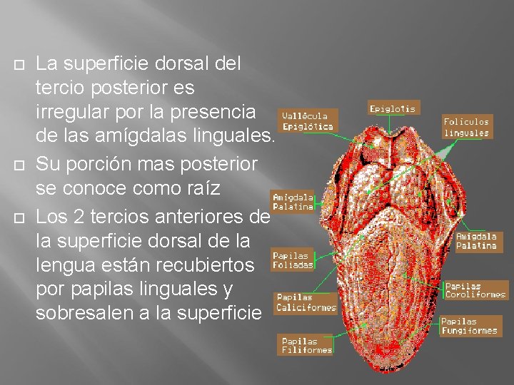  La superficie dorsal del tercio posterior es irregular por la presencia de las