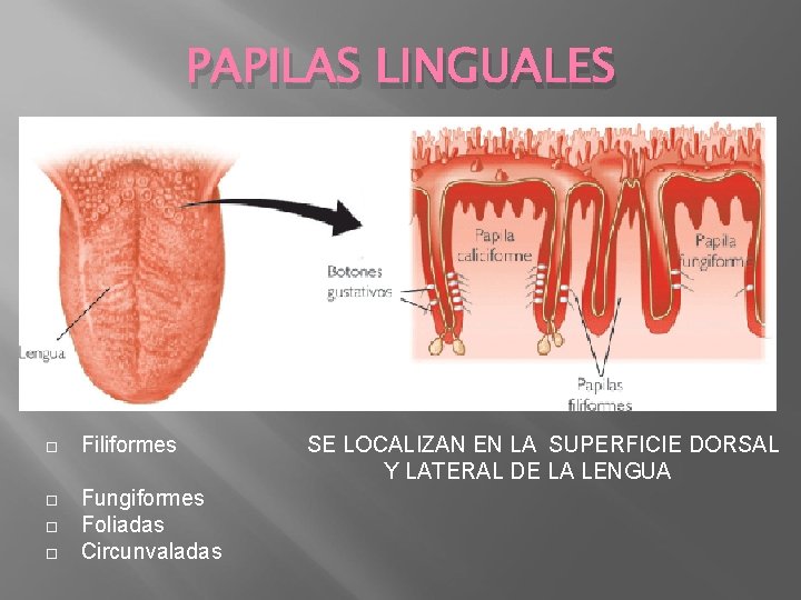 PAPILAS LINGUALES Filiformes Fungiformes Foliadas Circunvaladas SE LOCALIZAN EN LA SUPERFICIE DORSAL Y LATERAL