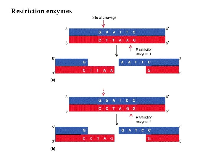 Restriction enzymes 