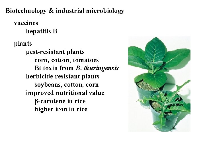 Biotechnology & industrial microbiology vaccines hepatitis B plants pest-resistant plants corn, cotton, tomatoes Bt