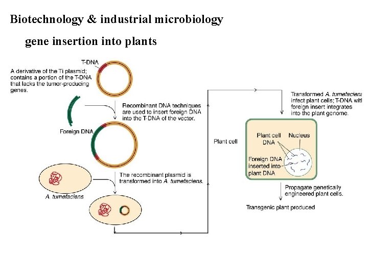 Biotechnology & industrial microbiology gene insertion into plants 