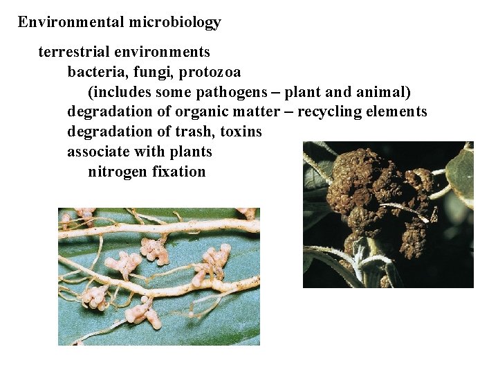 Environmental microbiology terrestrial environments bacteria, fungi, protozoa (includes some pathogens – plant and animal)