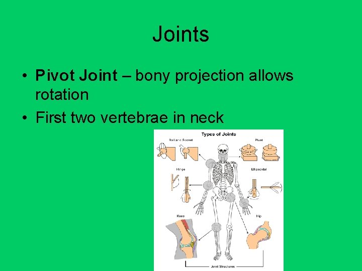 Joints • Pivot Joint – bony projection allows rotation • First two vertebrae in