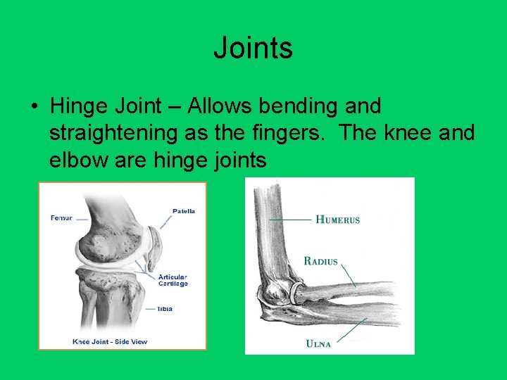 Joints • Hinge Joint – Allows bending and straightening as the fingers. The knee