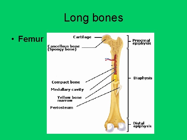 Long bones • Femur 
