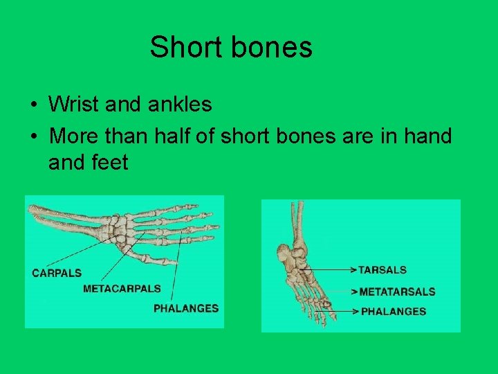 Short bones • Wrist and ankles • More than half of short bones are