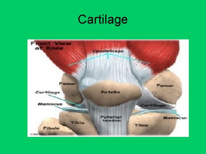 Cartilage 